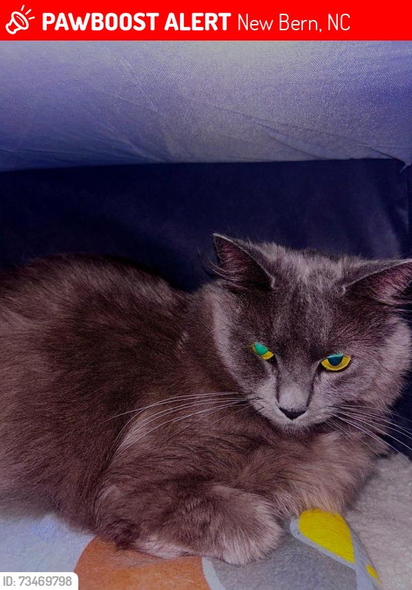 Lost Male Cat last seen Sprinted towards tree line, New Bern, NC 28562