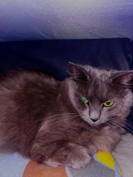 Lost Male Cat last seen Sprinted towards tree line, New Bern, NC 28562