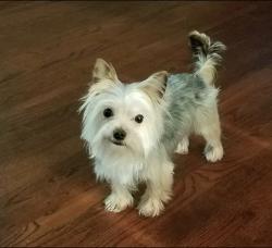 Reunited Male Dog last seen St Phillip’s & St Pauls, Lancaster, PA 17603