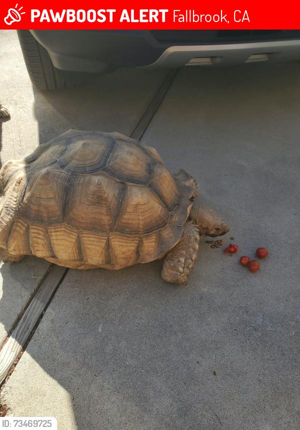 Lost Male Reptile last seen Rainbow valley blvd/ rainbow, Fallbrook, CA 92028