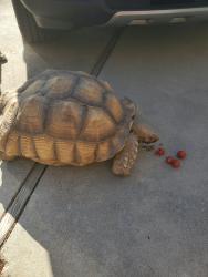 Lost Male Reptile last seen Rainbow valley blvd/ rainbow, Fallbrook, CA 92028