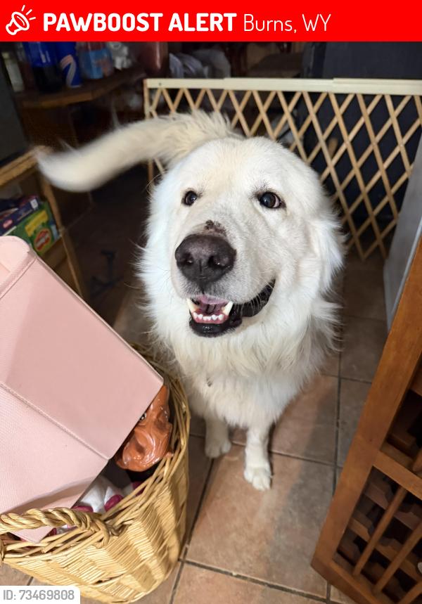 Lost Male Dog last seen Burns, Wyoming we live off big chief Road. We just moved, Burns, WY 82053