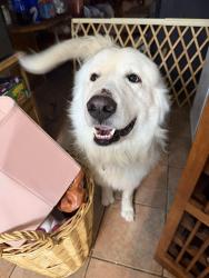 Lost Male Dog last seen Burns, Wyoming we live off big chief Road. We just moved, Burns, WY 82053