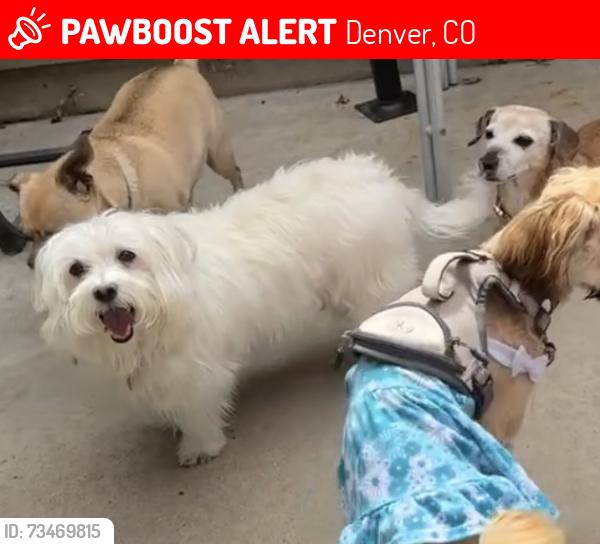 Lost Male Dog last seen Louisiana and Seneca, Denver, CO 80223