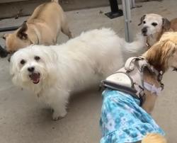 Lost Male Dog last seen Louisiana and Seneca, Denver, CO 80223