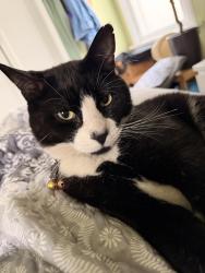 Lost Male Cat last seen 