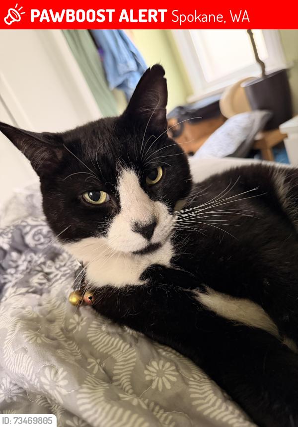 Lost Male Cat last seen 