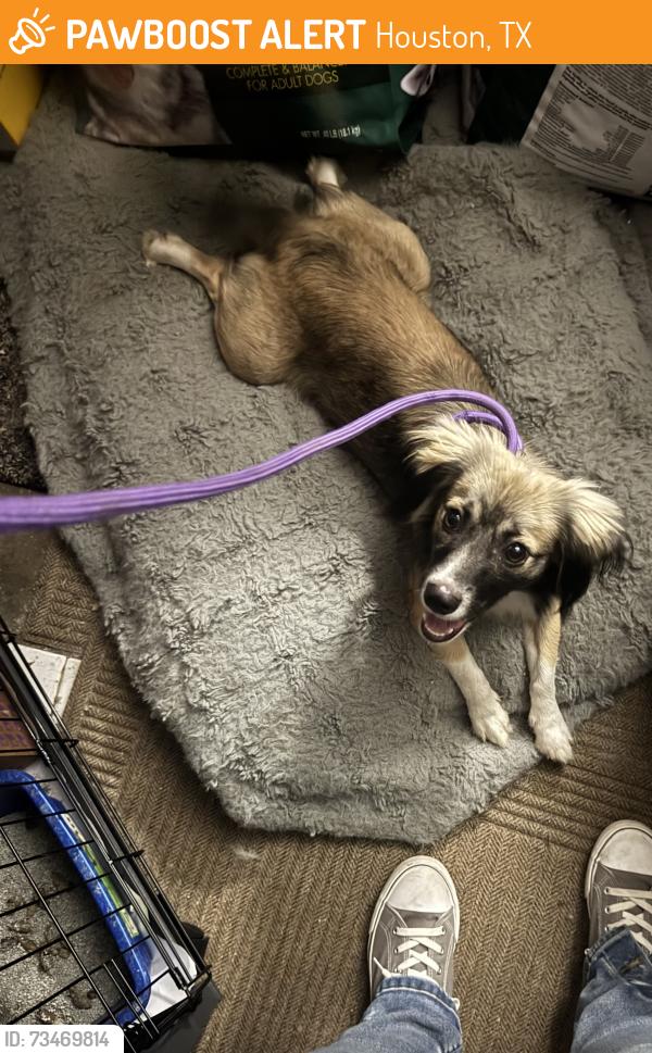 Found/Stray Male Dog last seen Alief Clodine and Westpark toll road, Houston, TX 77083