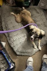 Found/Stray Male Dog last seen Alief Clodine and Westpark toll road, Houston, TX 77083