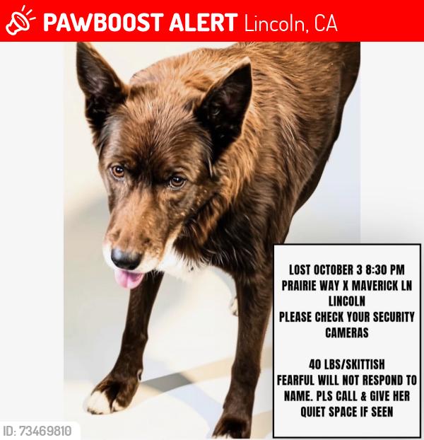 Lost Female Dog last seen Maverick and Nicolaus, Lincoln, CA 95648
