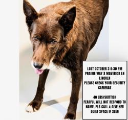 Lost Female Dog last seen Maverick and Nicolaus, Lincoln, CA 95648