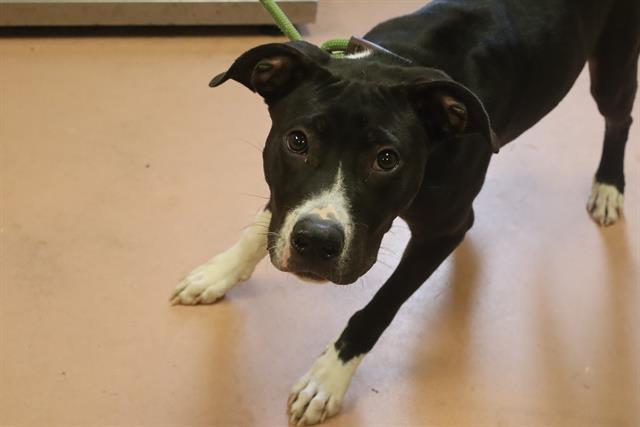 Shelter Stray Male Dog last seen Near BLOCK SANTEE AV, 127 Humane Ln, Columbia, SC 29201, USA