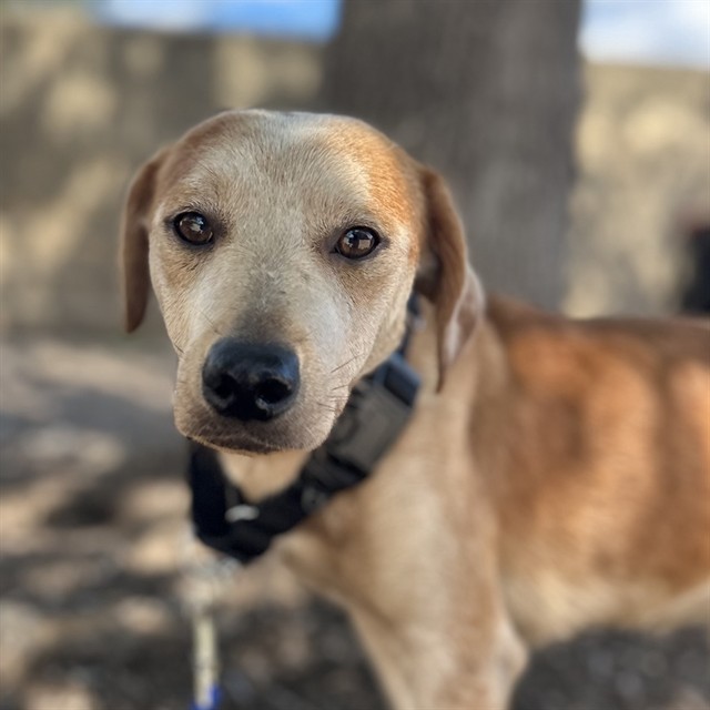 Shelter Stray Female Dog last seen Near BLOCK WINESAP, 4710 TX-151, San Antonio, TX 78227, USA