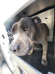 Shelter Stray Male Dog last seen HUMBOLDT, 4710 TX-151, San Antonio, TX 78227, USA