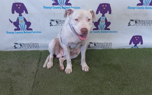 Shelter Stray Male Dog last seen , 2769 Conroy Rd, Orlando, FL 32839, USA