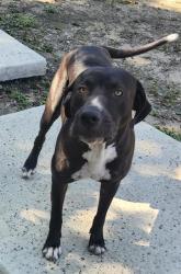 Shelter Stray Male Dog last seen Near BLOCK TEDDER ST, 4710 TX-151, San Antonio, TX 78227, USA