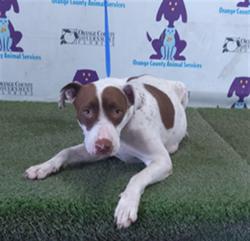 Shelter Stray Female Dog last seen , 2769 Conroy Rd, Orlando, FL 32839, USA