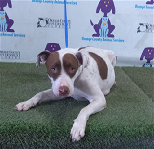 Shelter Stray Female Dog last seen , 2769 Conroy Rd, Orlando, FL 32839, USA