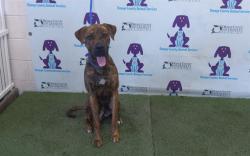 Shelter Stray Male Dog last seen , 2769 Conroy Rd, Orlando, FL 32839, USA