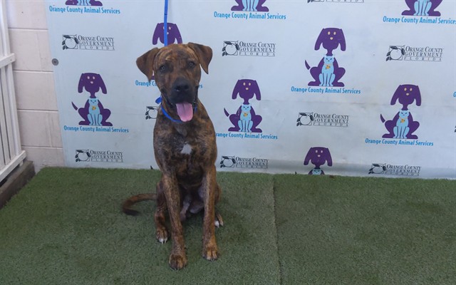 Shelter Stray Male Dog last seen , 2769 Conroy Rd, Orlando, FL 32839, USA