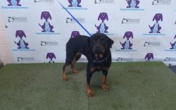Shelter Stray Female Dog last seen , 2769 Conroy Rd, Orlando, FL 32839, USA