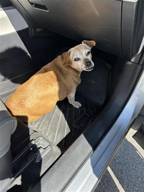 Shelter Stray Female Dog last seen Near BLOCK PLEASENTON, 4710 TX-151, San Antonio, TX 78227, USA