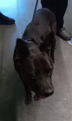 Shelter Stray Male Dog last seen , 1850 W 60th St, Los Angeles, CA 90047, USA