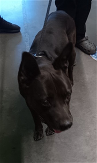 Shelter Stray Male Dog last seen , 1850 W 60th St, Los Angeles, CA 90047, USA