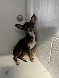 Shelter Stray Male Dog last seen VALLEY HI DR & CENTER PKWY, 2127 Front St, Sacramento, CA 95818, USA