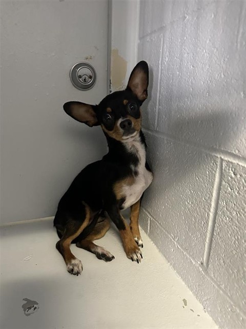 Shelter Stray Male Dog last seen VALLEY HI DR & CENTER PKWY, 2127 Front St, Sacramento, CA 95818, USA