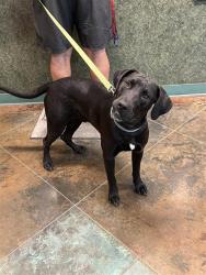 Shelter Stray Male Dog last seen BOOTH RD, 31078 LA-36, Lacombe, LA 70445, USA