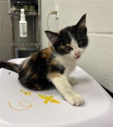 Shelter Stray Female Cat last seen Near, 5001 E Raymond St, Indianapolis, IN 46203, USA