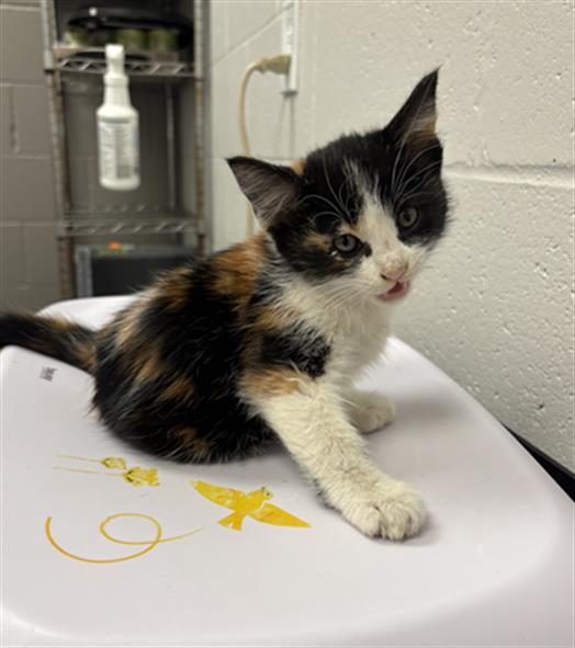 Shelter Stray Female Cat last seen Near, 5001 E Raymond St, Indianapolis, IN 46203, USA