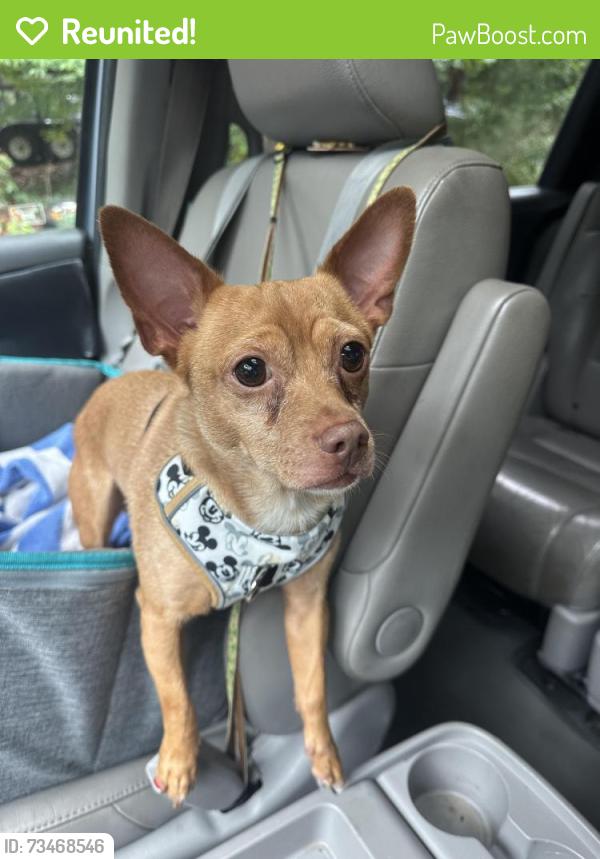 Reunited Male Dog last seen E main st, Canton, GA 30114