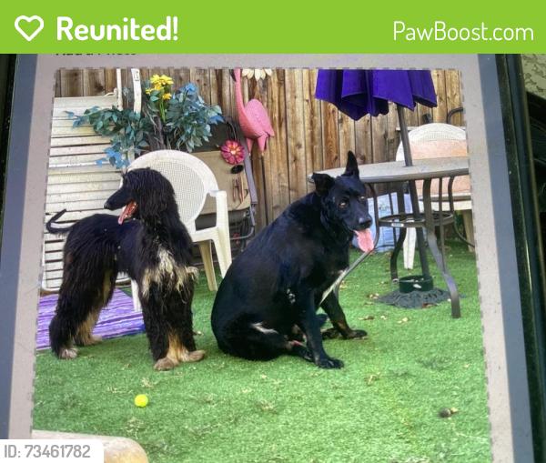 Reunited Male Dog last seen Near N Pershing Ave. Between Swain and Douglas, Stockton, CA 95207
