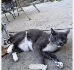 Lost Male Cat last seen Pinecrest, Mission Viejo, CA 92692