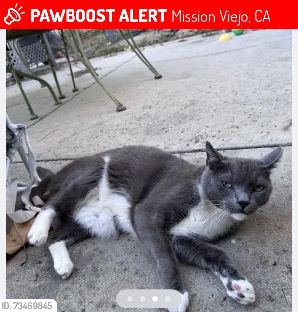 Lost Male Cat last seen Pinecrest, Mission Viejo, CA 92692