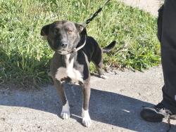 Shelter Stray Female Dog last seen Near BLOCK E HOLLYWOOD AVE, DETROIT, MI 48203, 1431 E Ferry St, Detroit, MI 48211, USA