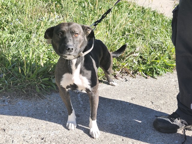 Shelter Stray Female Dog last seen Near BLOCK E HOLLYWOOD AVE, DETROIT, MI 48203, 1431 E Ferry St, Detroit, MI 48211, USA
