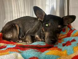 Shelter Stray Male Dog last seen 91ST AVE AND CAMELBACK RD, 2500 S 27th Ave, Phoenix, AZ 85009, USA