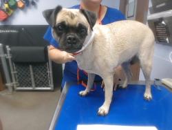 Shelter Stray Female Dog last seen 13TH AVE AND VERMONT AVE, 2500 S 27th Ave, Phoenix, AZ 85009, USA