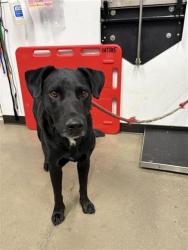 Shelter Stray Male Dog last seen Near BLOCK FRESNO ST, 5277 E Airways Blvd, Fresno, CA 93727, USA