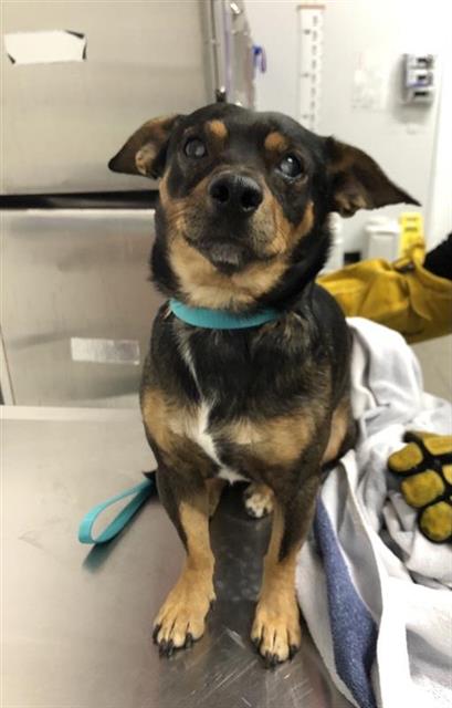 Shelter Stray Male Dog last seen Near BLOCK N FIRST ST, FRESNO CA 93703, 5277 E Airways Blvd, Fresno, CA 93727, USA