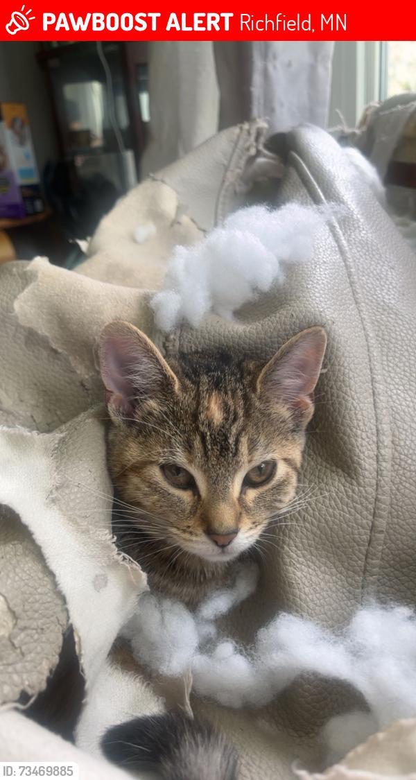 Lost Female Cat last seen Portland ave, Richfield, MN 55423