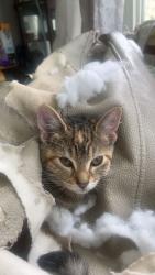 Lost Female Cat last seen Portland ave, Richfield, MN 55423