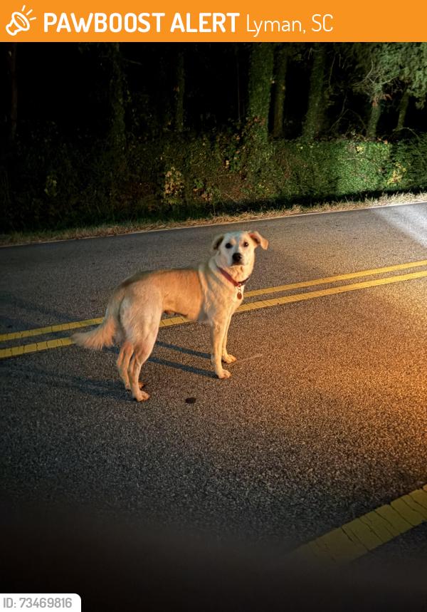 Found/Stray Unknown Dog last seen hammett store rd, Lyman, SC 29365