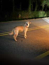 Found/Stray Unknown Dog last seen hammett store rd, Lyman, SC 29365
