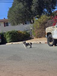 Found/Stray Unknown Dog last seen Between Ramona and Maria, Spring Valley, CA 91977