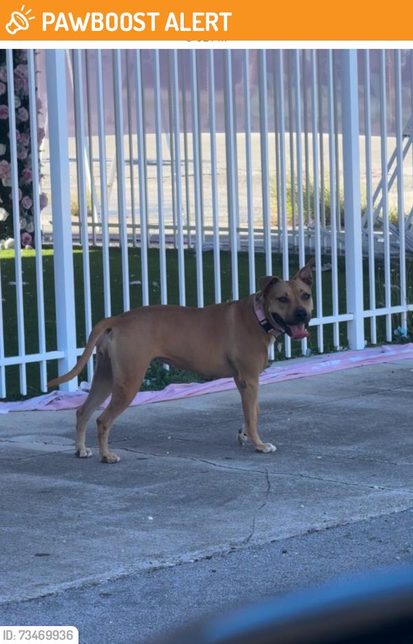 Found/Stray Unknown Dog last seen NE 1st Ave & NE 2nd Ave, by Iron University gym (407 NE 2nd Ave) and Grill on Wheel (139 NE 1st Ave), Hallandale Beach, FL 33009