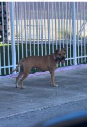 Found/Stray Unknown Dog last seen NE 1st Ave & NE 2nd Ave, by Iron University gym (407 NE 2nd Ave) and Grill on Wheel (139 NE 1st Ave), Hallandale Beach, FL 33009